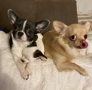 Müüa chihuahua kutsikas (4 foto / 4)
