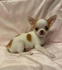 Müüa chihuahua kutsikas (2 foto / 9)