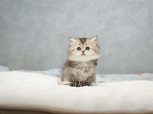 Шотландские котята (1 фото из 10)