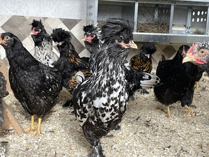 Müün tõupuhtaid kukkesid ebatavalise sulestikuga (1 foto / 5)