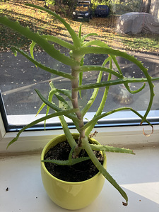 Puisaaloe (1 foto / 1)