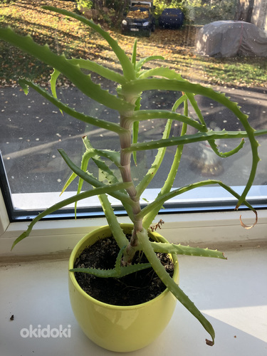 Puisaaloe