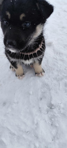 KUTSIKAD, HUSKY-HUNDI SEGU. (3 foto / 3)