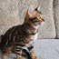 Бенгальский котёнок (фото #4)
