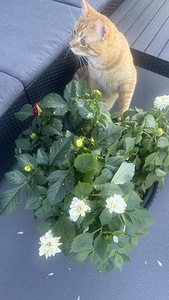 Отдам кота в добрые руки (5 фото из 5)