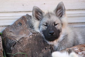Eurasier (2 nuotrauka iš 4)