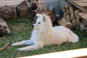 Eurasier
