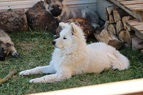 Eurasier