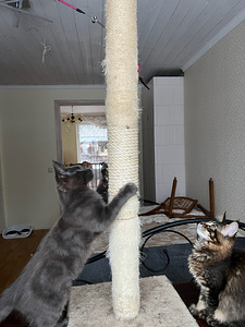 Maine Coon котят (3 фото из 6)