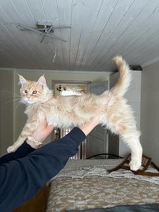 Maine Coon котят (4 фото из 6)