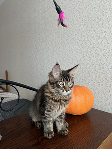Maine Coon котят (6 фото из 6)