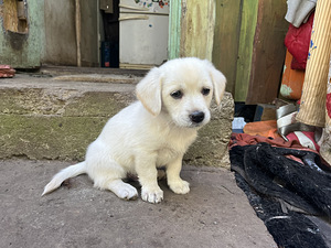 Vaike Koera kutsikad (2 foto / 3)