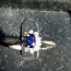 Золотое кольцо с синим сапфиром (фото #1)