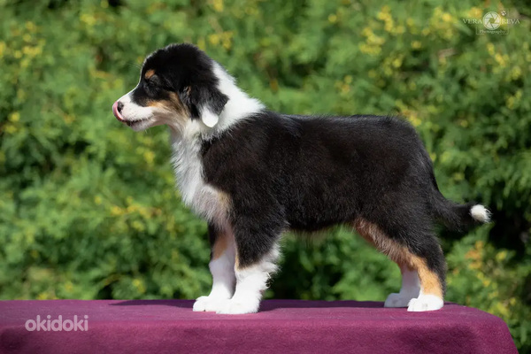 Australian shepherd puppies / Australijos aviganiai (nuotrauka #1)