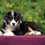 Australian shepherd puppies / Australijos aviganiai (nuotrauka #2)