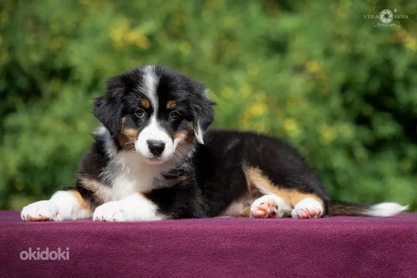 Australian shepherd puppies / Australijos aviganiai (nuotrauka #2)