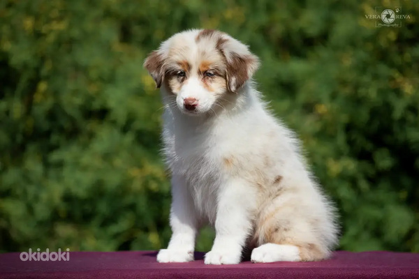 Australian shepherd puppies / Australijos aviganiai (nuotrauka #9)