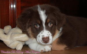 Australijos aviganiai (Australian Shepherd puppies) (2 nuotrauka iš 3)