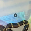 Калифорнийская королевская змея (фото #3)