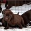 Labradori kutsikad (foto #4)