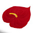 Антуриум красный бархатный одиночный (фото #1)