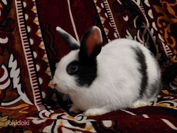 Карликовые кролики (фото #2)