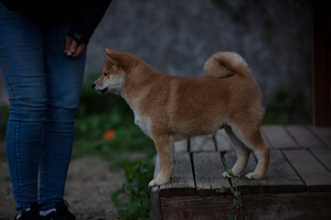 Shiba Inu Kutsikad (1 foto / 8)