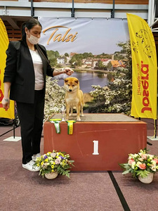 Shiba Inu Kutsikad (5 foto / 8)