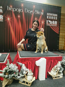 Shiba Inu Kutsikad (6 foto / 8)