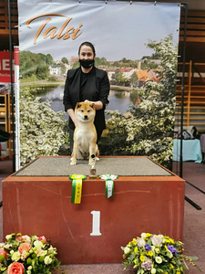 Shiba Inu Kutsikad (7 foto / 8)