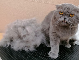 Lemmikloomade karva hooldus salongis "SJUST grooming" (8 foto / 10)