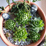 Sukulendid potis kaktused Kiviroos Noorendatud Sempervi (foto #1)