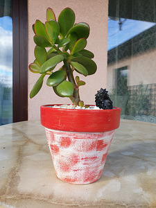 Rahapuu Toataim Krassula Ovata Toataimed (5 foto / 8)