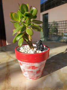 Rahapuu Toataim Krassula Ovata Toataimed (2 foto / 8)