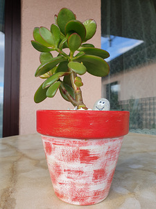 Rahapuu Toataim Krassula Ovata Toataimed (3 foto / 8)