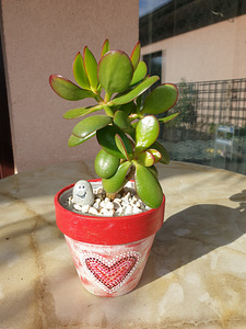 Rahapuu Toataim Krassula Ovata Toataimed (7 foto / 8)