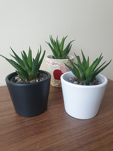 Toataim sukulent soomuslehik Havortia aaloe (7 foto / 10)