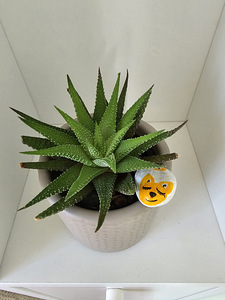 Toataim sukulent soomuslehik Havortia aaloe (2 foto / 10)