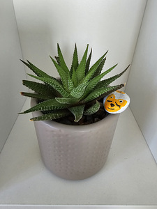 Toataim sukulent soomuslehik Havortia aaloe (4 foto / 10)