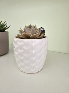Toataim sukulent soomuslehik Echeveria (4 foto / 7)