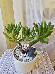 Toataim rahapuu krassula Golum taimed lill (1 foto / 10)