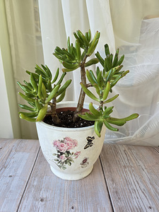 Rahapuu toataim Krassula Golum taimed lill Sukulent (1 foto / 9)