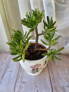 Rahapuu toataim Krassula Golum taimed lill Sukulent (2 foto / 9)