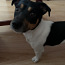 Jack Russell (foto #5)