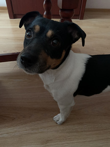 Jack Russell (5 foto / 7)