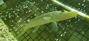 Akvaarium Juwel 120 L. (5 foto / 8)