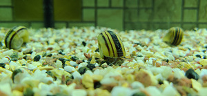 Akvaarium Juwel 120 L. (7 foto / 8)