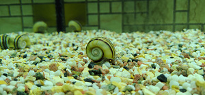 Akvaarium Juwel 120 L. (8 foto / 8)