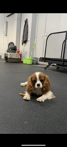 Müüa cavalier king charles spanjel kutsikad (3 foto / 4)