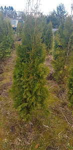 Elupuud smaragd (3 foto / 3)